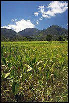 Taro plantation in  Hanalei, morning. Kauai island, Hawaii, USA ( color)