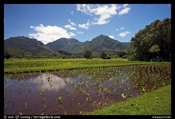 Taro patch in  Hanalei, morning. Kauai island, Hawaii, USA (color)