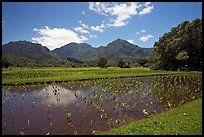 Taro patch in  Hanalei, morning. Kauai island, Hawaii, USA