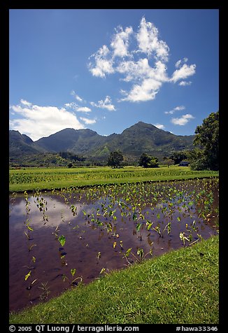 Taro field in  Hanalei, morning. Kauai island, Hawaii, USA