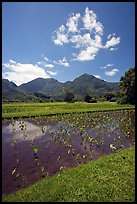 Taro field in  Hanalei, morning. Kauai island, Hawaii, USA