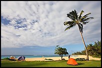 Tents and palm trees, Haena beach park. North shore, Kauai island, Hawaii, USA