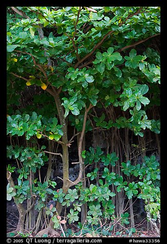 Tropical trees and roots, Haena beach park. North shore, Kauai island, Hawaii, USA