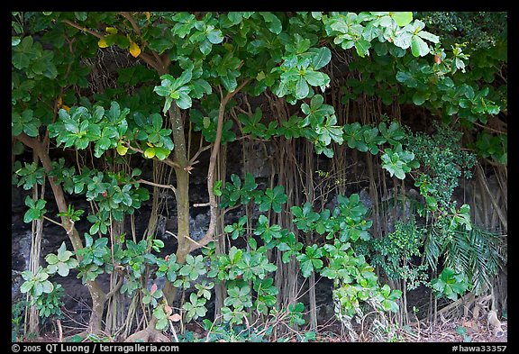 Tropical trees and roots, Haena beach park. North shore, Kauai island, Hawaii, USA (color)