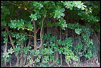 Tropical trees and roots, Haena beach park. North shore, Kauai island, Hawaii, USA (color)