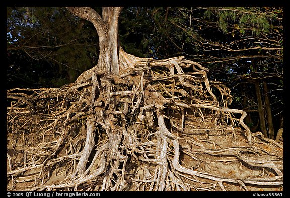 Roots of trees, Kee Beach, late afternoon. North shore, Kauai island, Hawaii, USA (color)