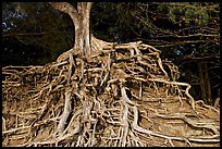 Roots of trees, Kee Beach, late afternoon. North shore, Kauai island, Hawaii, USA