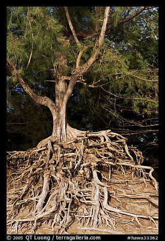 Tree with exposed roots, Kee Beach, late afternoon. North shore, Kauai island, Hawaii, USA