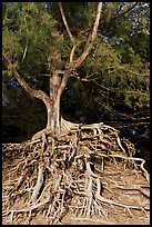 Tree with exposed roots, Kee Beach, late afternoon. North shore, Kauai island, Hawaii, USA (color)