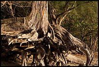 Exposed roots,  Kee Beach, late afternoon. North shore, Kauai island, Hawaii, USA