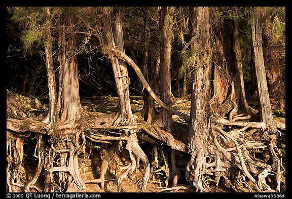 Exposed tree roots,  Kee Beach, late afternoon. North shore, Kauai island, Hawaii, USA (color)