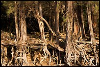 Exposed tree roots,  Kee Beach, late afternoon. North shore, Kauai island, Hawaii, USA