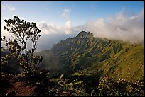 Kalalau Valley and tree, from the Pihea Trail, late afternoon. Kauai island, Hawaii, USA ( color)