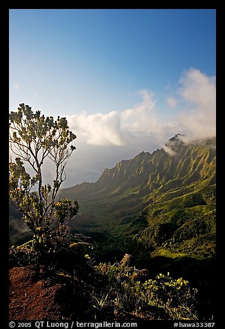 Kalalau Valley and tree, late afternoon. Kauai island, Hawaii, USA (color)