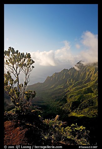 Kalalau Valley and tree, late afternoon. Kauai island, Hawaii, USA