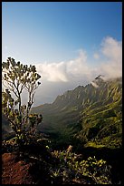 Kalalau Valley and tree, late afternoon. Kauai island, Hawaii, USA ( color)