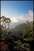 Kalalau Valley and tree, late afternoon. Kauai island, Hawaii, USA