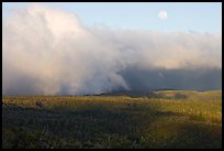 Alakai Swamp and clouds,  sunset. Kauai island, Hawaii, USA ( color)