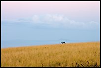 Grasses, ocean, and cloud, dawn. Kauai island, Hawaii, USA