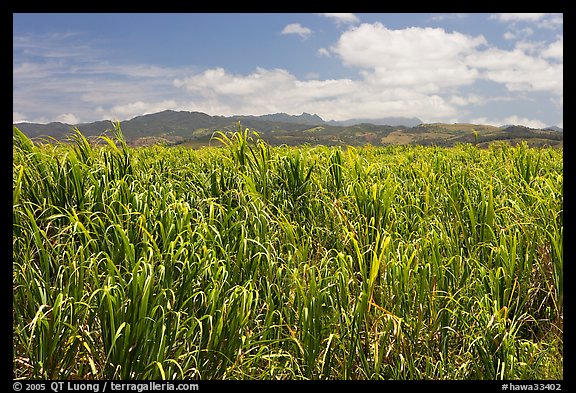 Field of sugar cane. Kauai island, Hawaii, USA