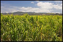 Field of sugar cane. Kauai island, Hawaii, USA