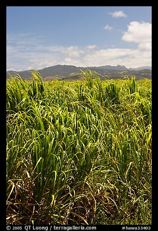 Sugar cane plantation. Kauai island, Hawaii, USA