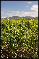 Sugar cane plantation. Kauai island, Hawaii, USA