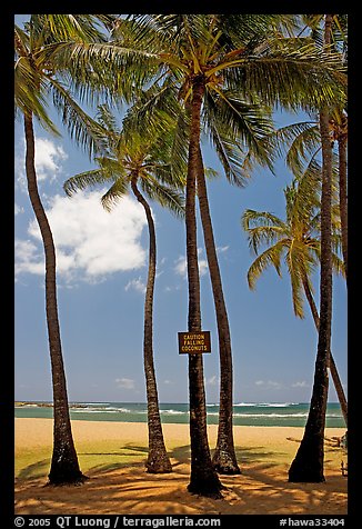 Coconut trees, with warning sign, Salt Pond Beach. Kauai island, Hawaii, USA