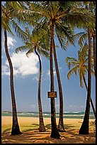 Coconut trees, with warning sign, Salt Pond Beach. Kauai island, Hawaii, USA (color)