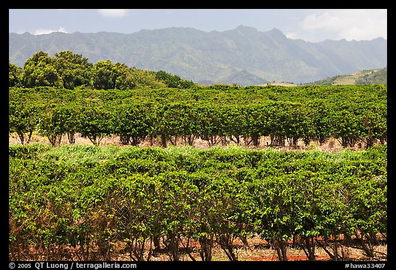 Coffee field. Kauai island, Hawaii, USA