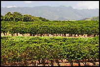 Coffee field. Kauai island, Hawaii, USA