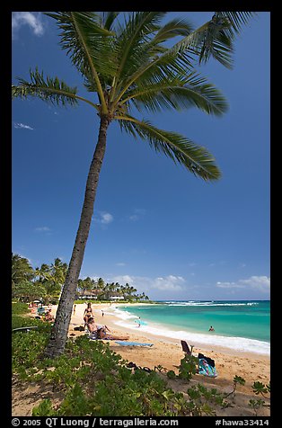Palm tree, Sheraton Beach, mid-day. Kauai island, Hawaii, USA (color)