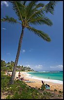 Palm tree, Sheraton Beach, mid-day. Kauai island, Hawaii, USA (color)