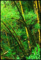 Lush grove of Bamboo. Akaka Falls State Park, Big Island, Hawaii, USA (color)