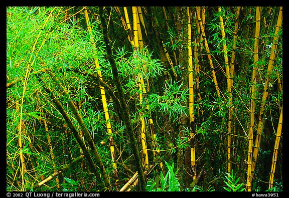 Bamboo trunks and leaves. Akaka Falls State Park, Big Island, Hawaii, USA (color)