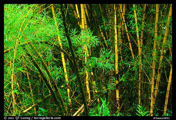 Bamboo trunks and leaves. Akaka Falls State Park, Big Island, Hawaii, USA