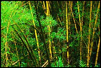 Bamboo trunks and leaves. Akaka Falls State Park, Big Island, Hawaii, USA ( color)