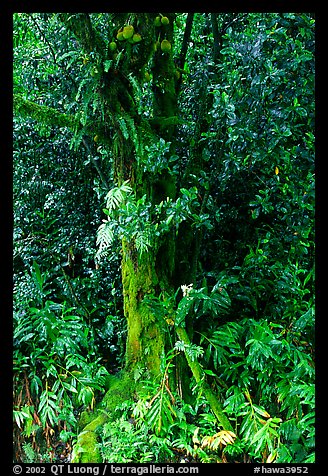 Breadfruit tree with fruits. Akaka Falls State Park, Big Island, Hawaii, USA (color)