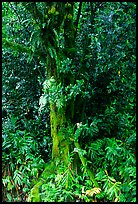 Breadfruit tree with fruits. Akaka Falls State Park, Big Island, Hawaii, USA ( color)