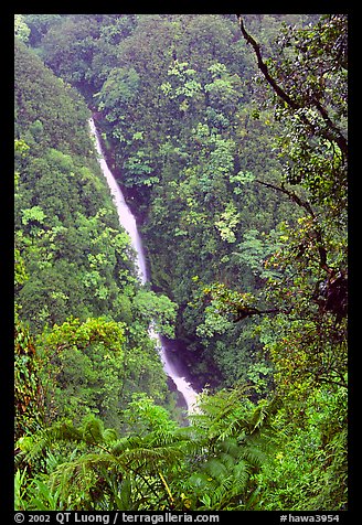 Kahuna Falls (400 feet high). Akaka Falls State Park, Big Island, Hawaii, USA (color)