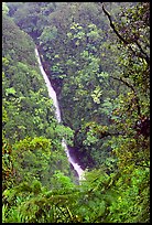 Kahuna Falls (400 feet high). Akaka Falls State Park, Big Island, Hawaii, USA ( color)