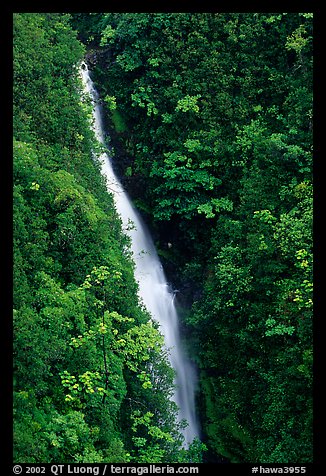 Kahuna Falls in a lush valley. Akaka Falls State Park, Big Island, Hawaii, USA