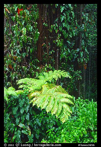 Ferns and leaves. Akaka Falls State Park, Big Island, Hawaii, USA