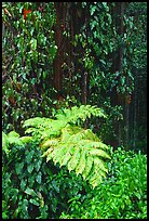 Ferns and leaves. Akaka Falls State Park, Big Island, Hawaii, USA (color)