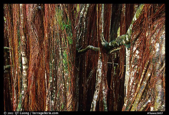 Banyan tree trunk. Akaka Falls State Park, Big Island, Hawaii, USA (color)
