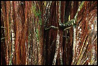 Banyan tree trunk. Akaka Falls State Park, Big Island, Hawaii, USA