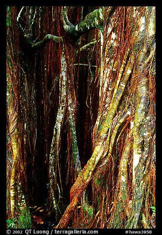 Banyan tree trunk close-up. Akaka Falls State Park, Big Island, Hawaii, USA (color)