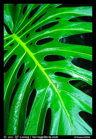 Big Tropical leaf. Akaka Falls State Park, Big Island, Hawaii, USA (color)