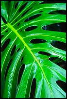 Big Tropical leaf. Akaka Falls State Park, Big Island, Hawaii, USA (color)