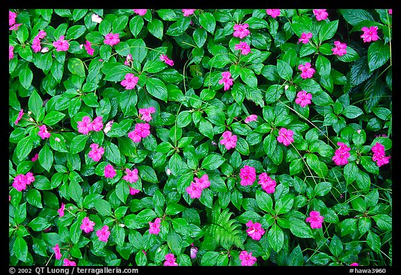 Purple tropical lowers. Akaka Falls State Park, Big Island, Hawaii, USA